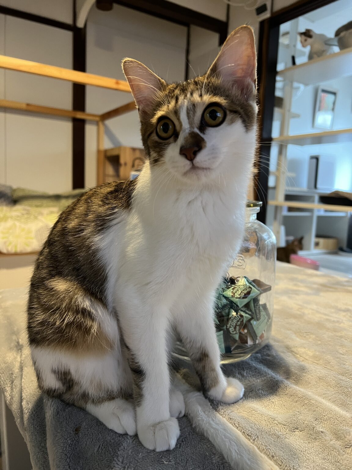 Rescued tabby cat at Japan Cat Network shelter